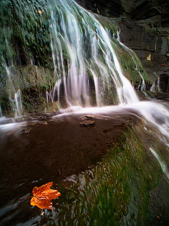 Autumn Maple Leaf on Mossy Waterfall Rocks