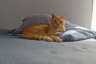 Relaxed Orange Tabby Cat Lying on Blue Bed