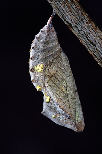 Macro photography of a leaf-mimicry butterfly chrysalis on a twig
