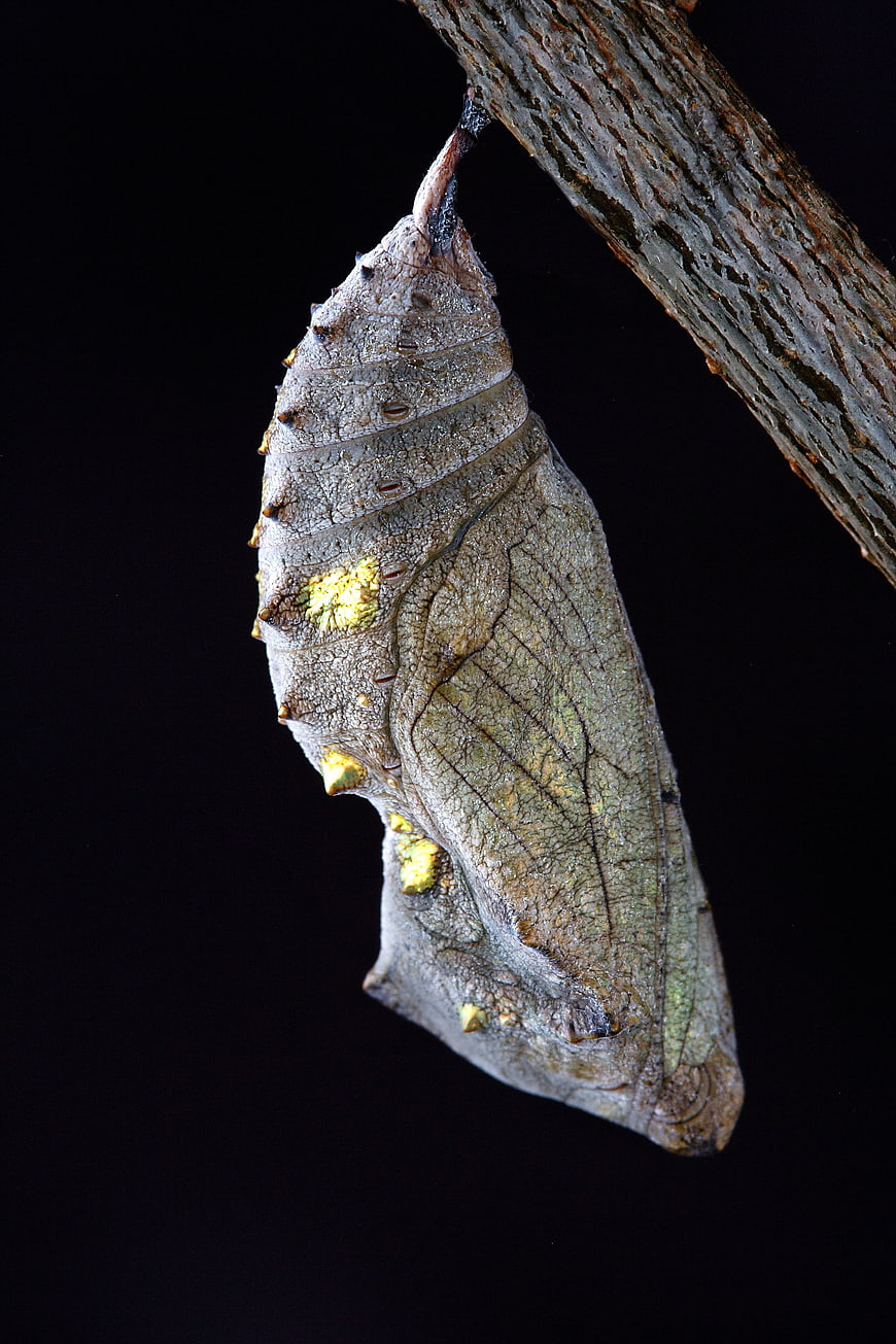 Macro photography of a leaf-mimicry butterfly chrysalis on a twig