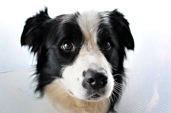 Close-up portrait of a black and white Border Collie dog