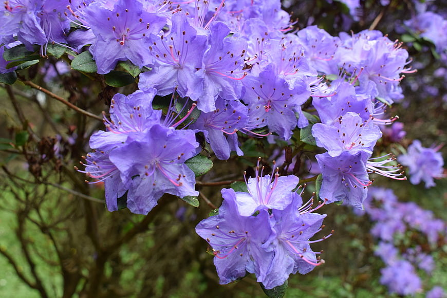 Close-up of vibrant purple rhododendron flowers in bloom