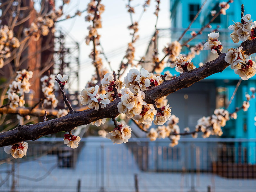 White Cherry Blossoms on Branch with Blue Building Background