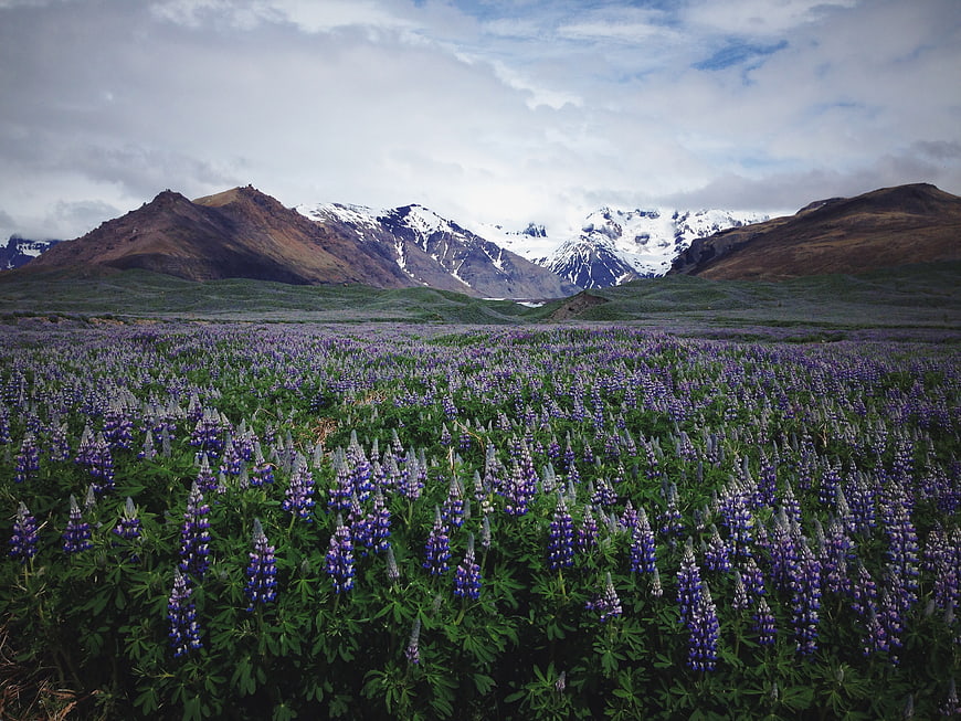 Vast field of purple lupine flowers with snow-capped mountains