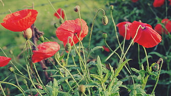 Vibrant Red Poppies in a Green Meadow