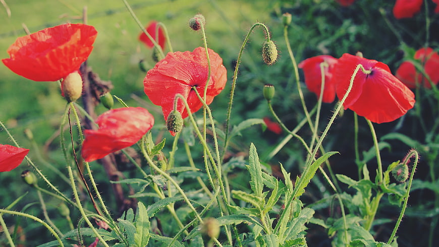 Vibrant Red Poppies in a Green Meadow