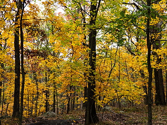 Vibrant Yellow Autumn Forest with Tall Trees