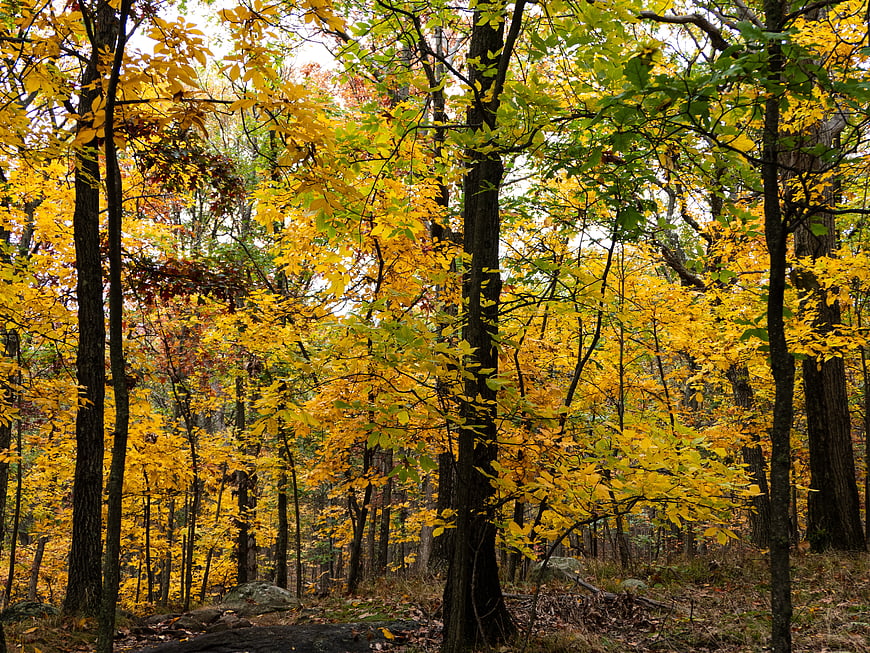 Vibrant Yellow Autumn Forest with Tall Trees