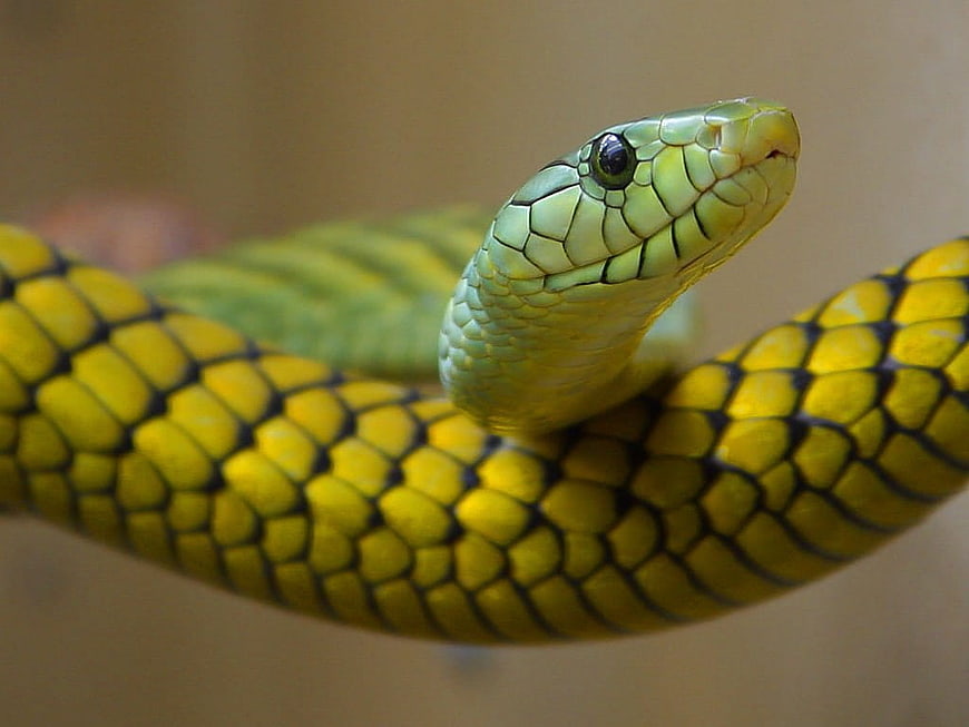 Close-up of a vibrant green and yellow snake with detailed scales