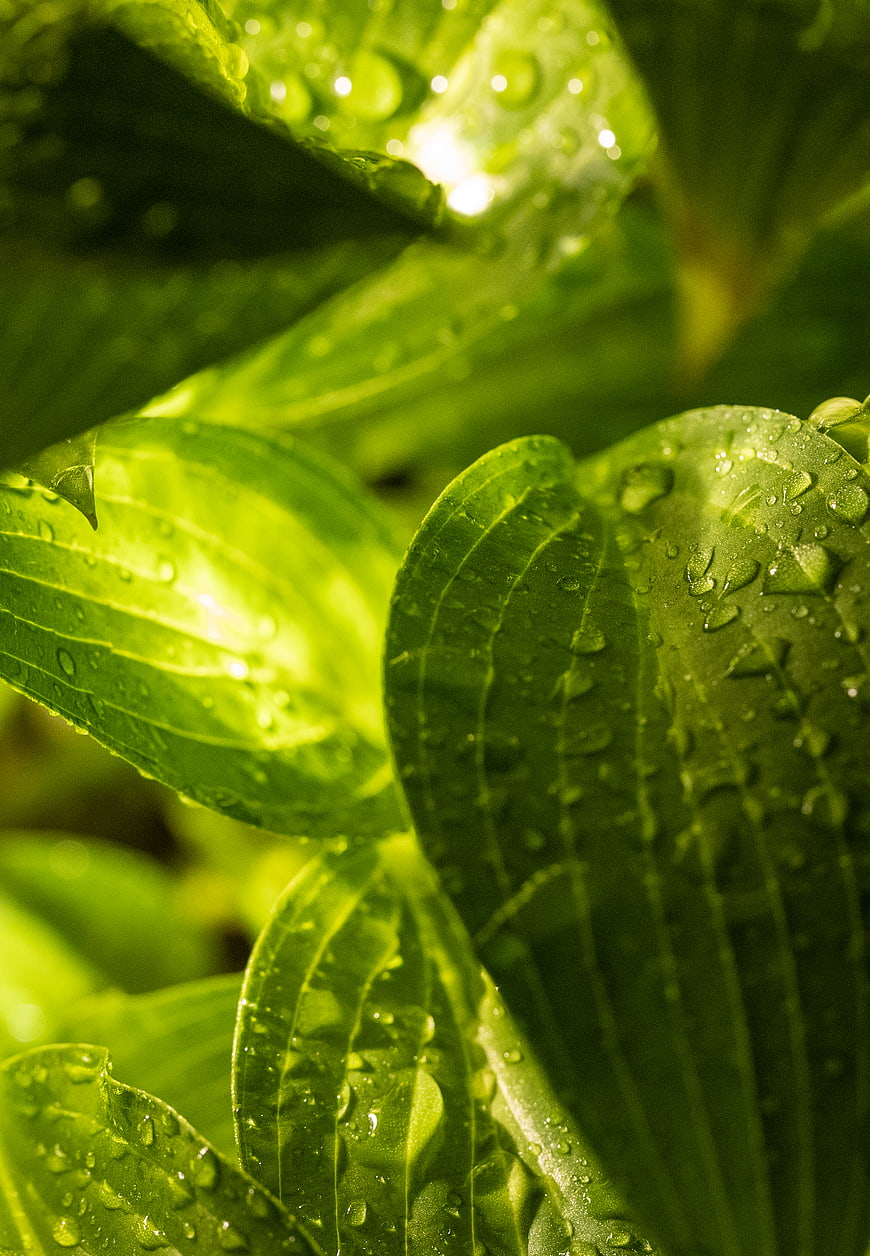 Close-up of vibrant green leaves with water droplets