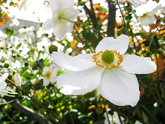 Close-up of White Anemone Flower with Yellow Center
