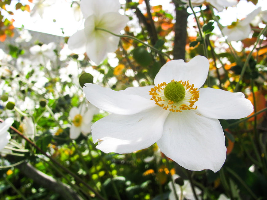 Close-up of White Anemone Flower with Yellow Center