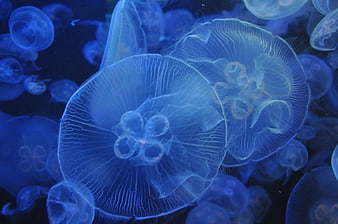 Glowing Blue Jellyfish Swimming In Dark Aquarium Water