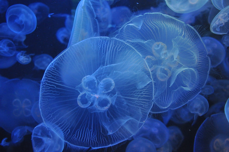 Glowing Blue Jellyfish Swimming In Dark Aquarium Water
