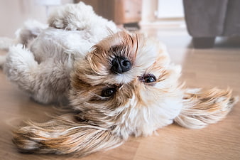 Cute fluffy dog lying on back on wooden floor
