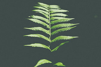 Green fern frond on dark gray background