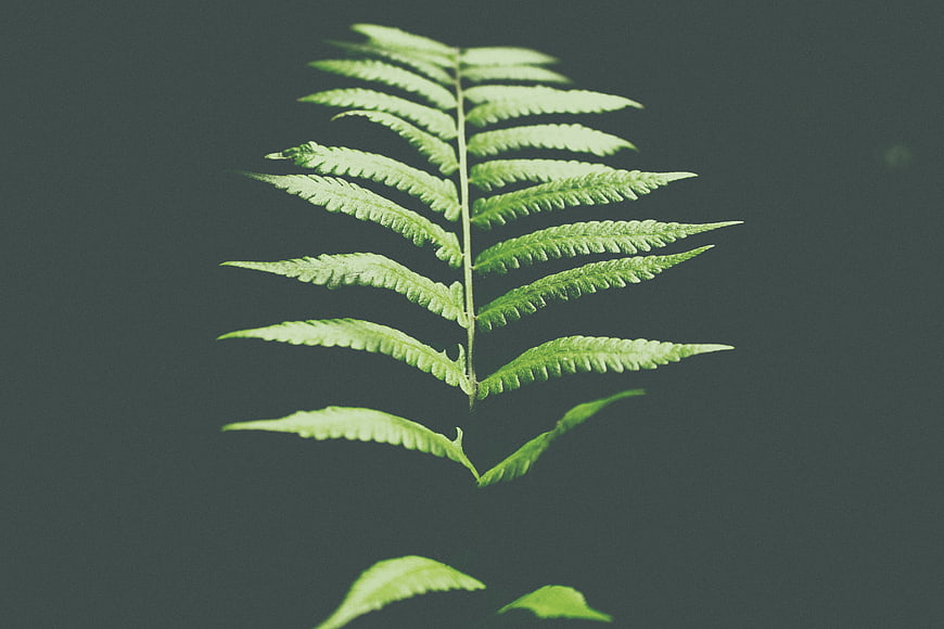 Green fern frond on dark gray background