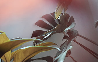 Artistic Monstera Plant with Warm Pink Lens Flare