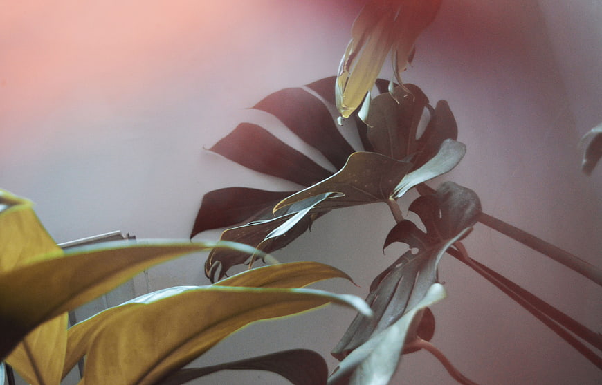 Artistic Monstera Plant with Warm Pink Lens Flare