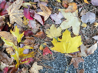 Colorful Autumn Leaves Scattered on Asphalt Ground
