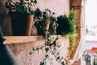 Rustic Potted Plants on Wooden Shelf Against Brick Wall