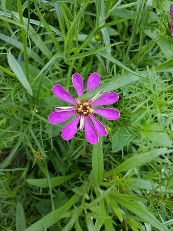 Vibrant purple zinnia flower blooming in green grass