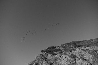 Flock of birds flying in formation over rocky hillside