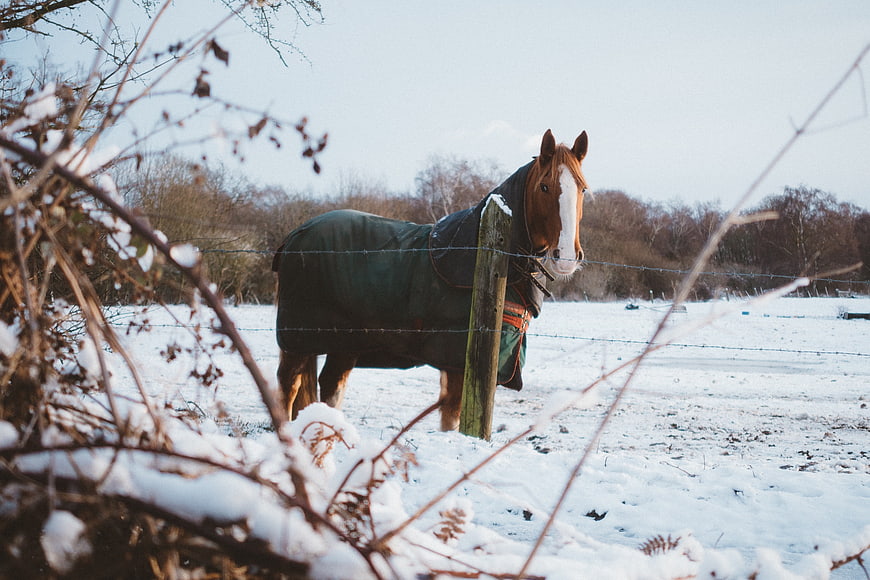 Brown Horse in Blanket Standing in Snowy Winter Field