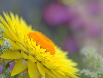 Close-up of a vibrant yellow strawflower with soft purple background