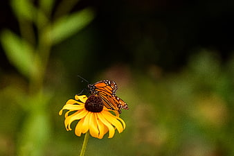 Monarch Butterfly on Yellow Black-Eyed Susan Flower