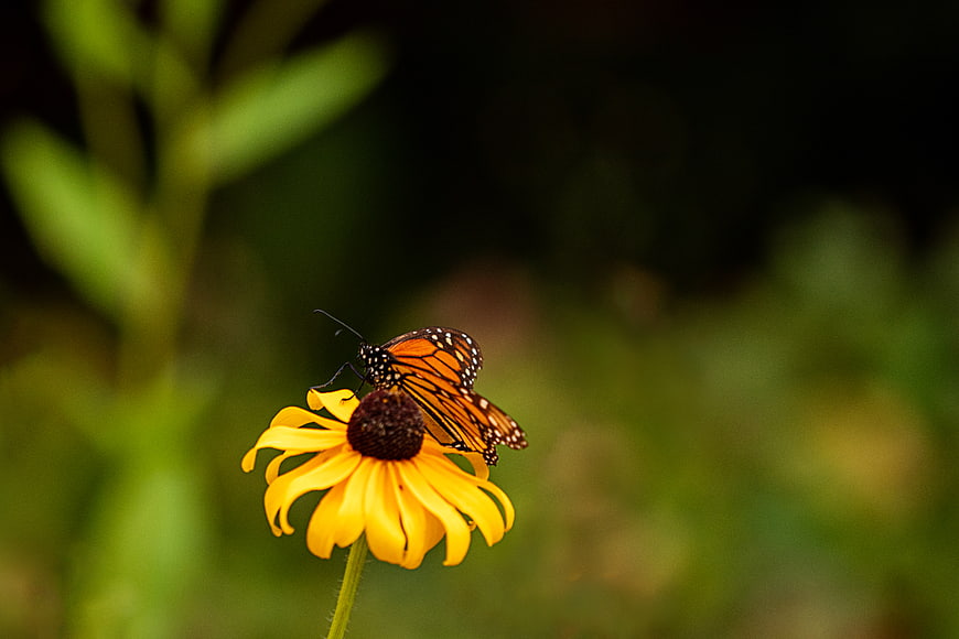 Monarch Butterfly on Yellow Black-Eyed Susan Flower