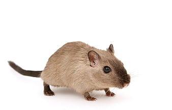 Cute Brown Gerbil Isolated on White Background