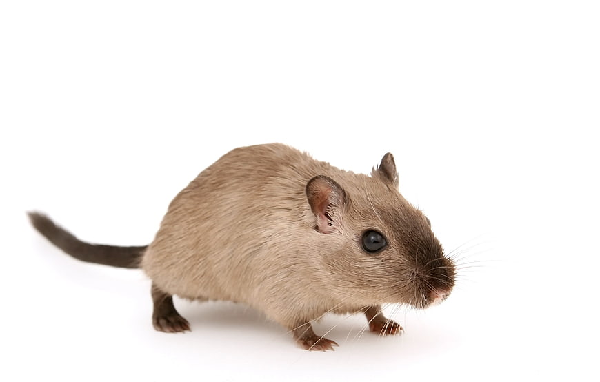 Cute Brown Gerbil Isolated on White Background