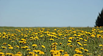Vibrant Yellow Dandelion Meadow Under Blue Sky