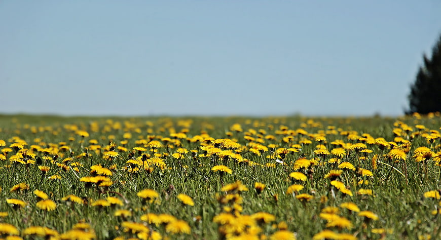 Vibrant Yellow Dandelion Meadow Under Blue Sky