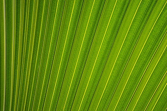 Close-up texture of vibrant green palm leaf veins