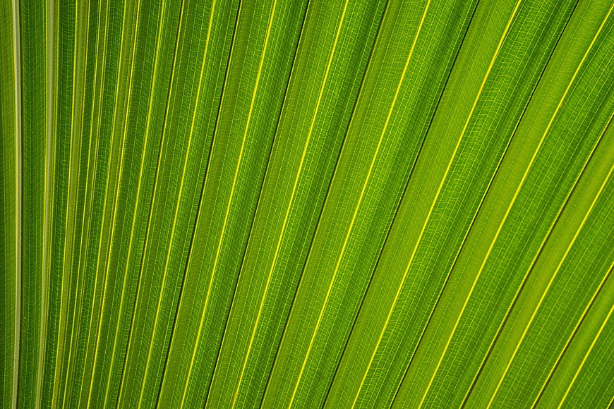 Close-up texture of vibrant green palm leaf veins