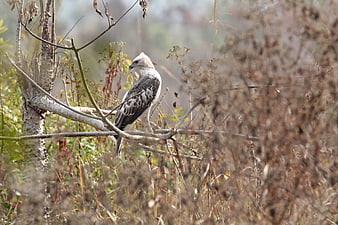 Changeable Hawk Eagle Perched on Branch in Wild