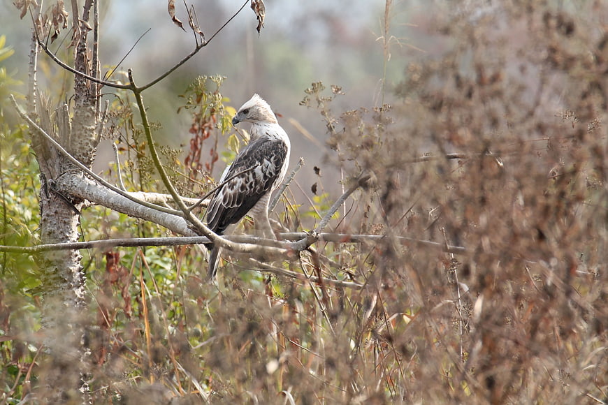 Changeable Hawk Eagle Perched on Branch in Wild