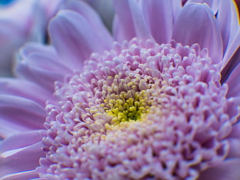 Close-up of purple chrysanthemum flower with yellow center