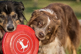 Two dogs holding a red frisbee in a grassy field