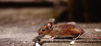 Close-up of a small brown mouse on a textured surface
