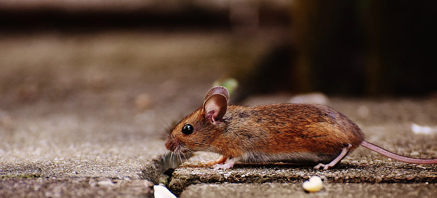 Close-up of a small brown mouse on a textured surface