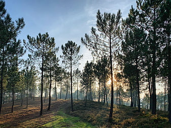 Sunlight streaming through tall pine trees in a forest landscape