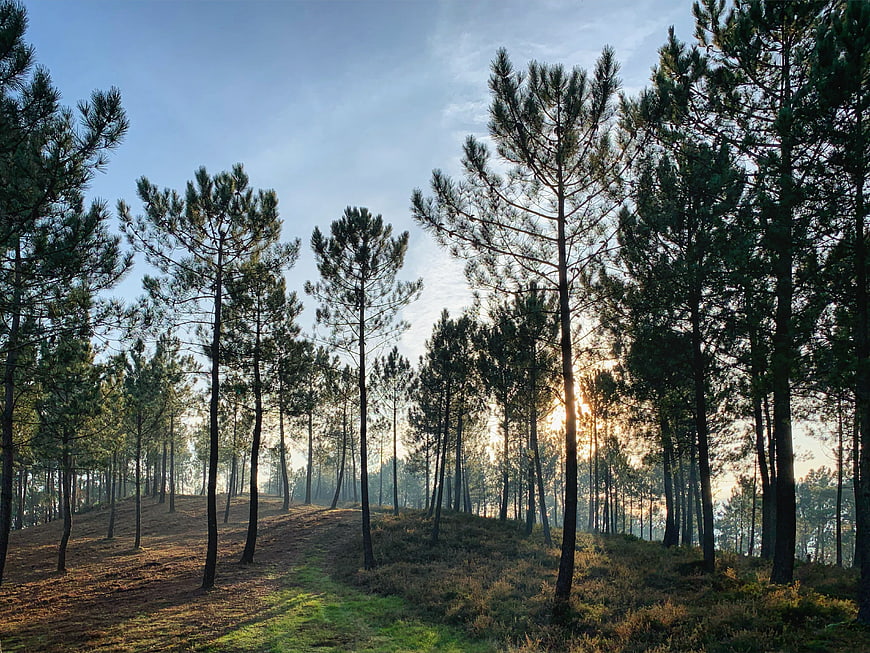 Sunlight streaming through tall pine trees in a forest landscape