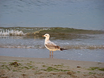 Seagull Standing on Sandy Beach with Ocean Waves