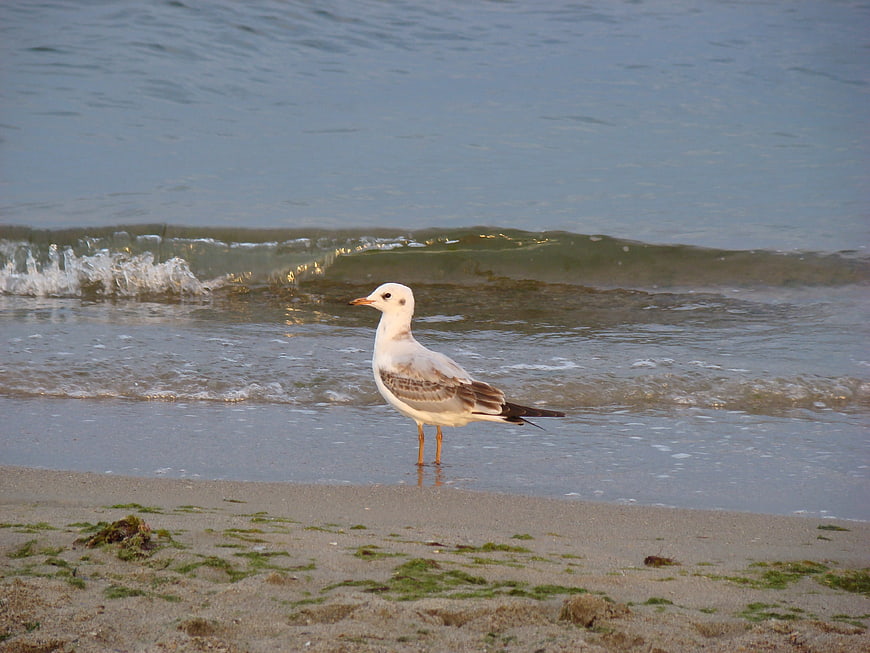 Seagull Standing on Sandy Beach with Ocean Waves