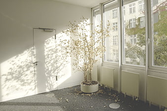 Sunlit Empty Room with Dried Plant and Window Shadows
