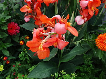 Vibrant Orange Canna Lilies in a Lush Summer Garden