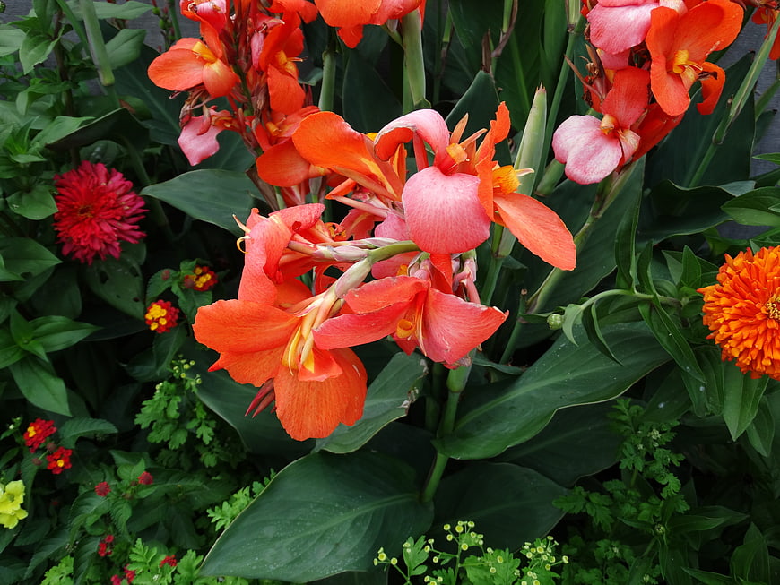 Vibrant Orange Canna Lilies in a Lush Summer Garden